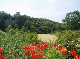 Steilrand Belvédère Groen